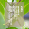 黑釋迦葉皮膚救星寵物洗劑（貓不適用）
